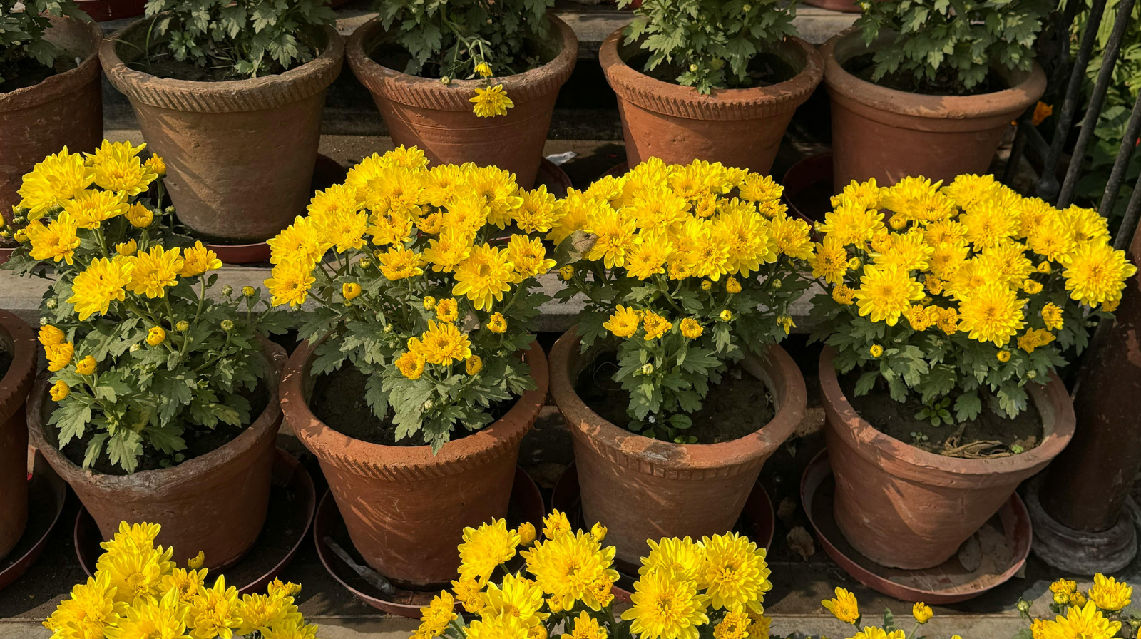 How to Choose the Right Container Size for Each Plant